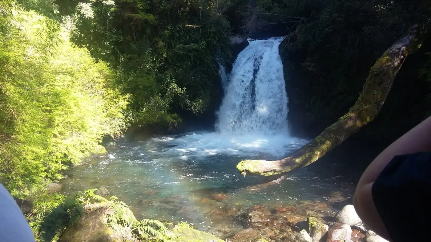 Cascada cayendo en un bosque nativo