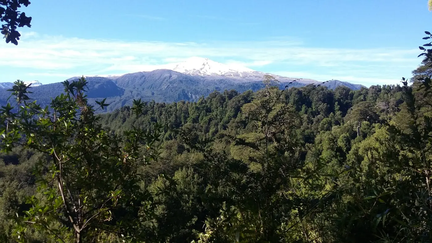 Bosque nativo con un volcán nevado al fondo